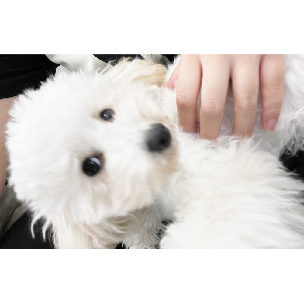 ☆生徒が撮影したモデル犬☆